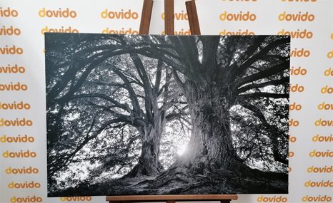 SLIKA ČRNOBELA VELIČASTNA DREVESA - ČRNOBELE SLIKE - SLIKE