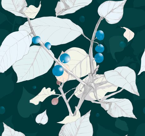 TAPETA BOBULE BORŮVKY - TAPETY PŘÍRODA - TAPETY