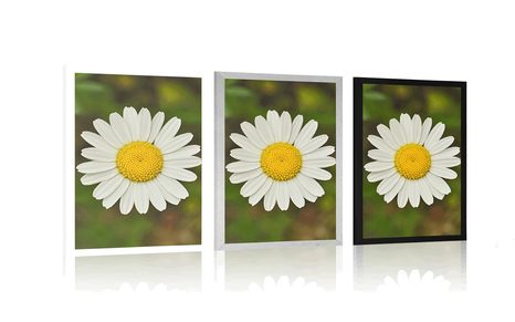 PLAGÁT KVET MARGARÉTKY - KVETY - PLAGÁTY