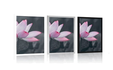 AFFICHE – FLEUR DE LOTUS DÉLICATE - FLEURS - AFFICHES