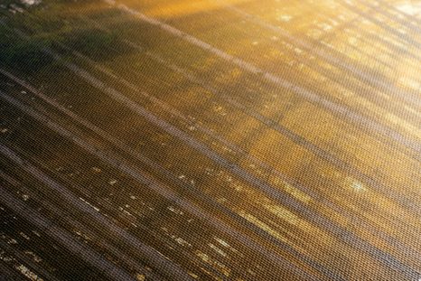 TABLOU SOARELE ÎN SPATELE COPACILOR - TABLOU NATURĂ ȘI PEISAJE NATURALE - TABLOURI