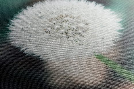 OBRAZ BÍLÁ NADÝCHANÁ PAMPELIŠKA - OBRAZY - TOTÁLNÍ VÝPRODEJ 🔥