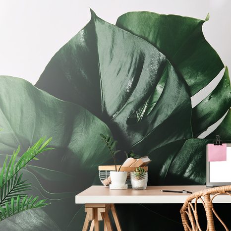 WALL MURAL MONSTERA LEAF - WALLPAPERS NATURE - WALLPAPERS