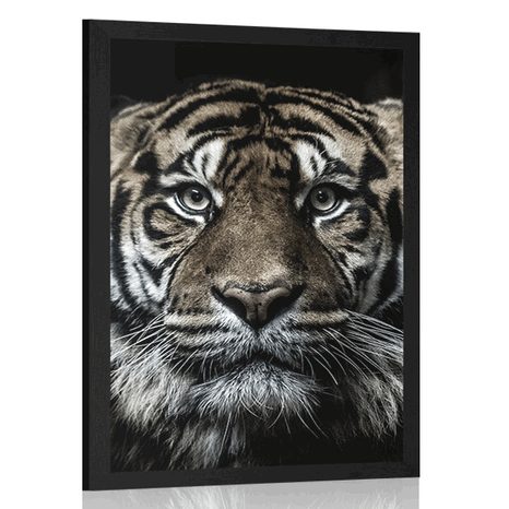 AFFICHE TIGRE - LES ANIMAUX - AFFICHES