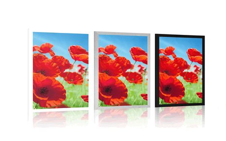 PLAKÁT KVĚTINY MÁKU NA LOUCE - KVĚTINY - PLAKÁTY