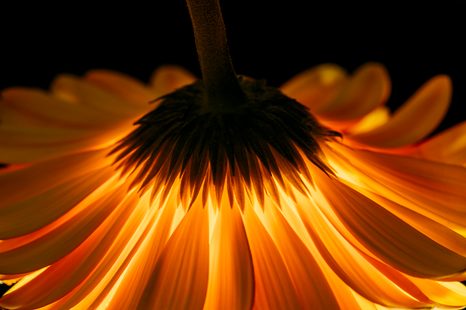 FOTOTAPETA GERBERA NA TMAVÉM POZADÍ - TAPETY KVĚTINY - TAPETY