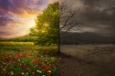 SAMOLEPÍCÍ TAPETA DVĚ PODOBY STROMU - SAMOLEPÍCÍ TAPETY - TAPETY