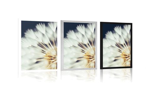 PLAKÁT PAMPELIŠKA NA TMAVÉM POZADÍ - KVĚTINY - PLAKÁTY