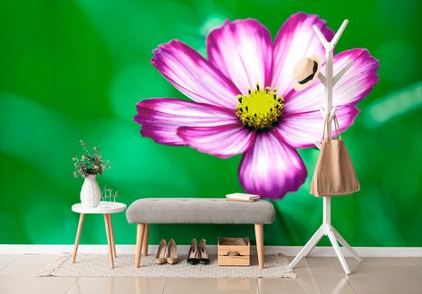 FOTOTAPETA ZAHRADNÍ KVĚT KRASULKY - TAPETY KVĚTINY - TAPETY