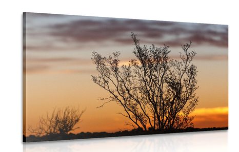 CANVAS PRINT TREE BRANCHES IN THE SUNSET - PICTURES OF NATURE AND LANDSCAPE - PICTURES