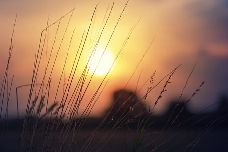 КАРТИНА НА ПЛАТНО – ИЗГРЕВ НАД ЛИВАДАТА - КАРТИНИ НА ПРИРОДАТА И ПЕЙЗАЖИ - КАРТИНИ