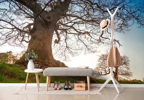 FOTOTAPETA SYMBIÓZA STROMŮ - TAPETY PŘÍRODA - TAPETY