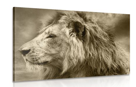 CANVAS PRINT AFRICAN LION IN SEPIA - BLACK AND WHITE PICTURES - PICTURES