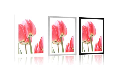 POSTER – TULIPANI ROSSI DI CAMPO - FIORI - POSTER