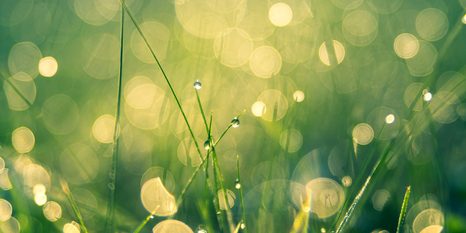 OBRAZ RANNÁ ROSA - OBRAZY PRÍRODY A KRAJINY - OBRAZY