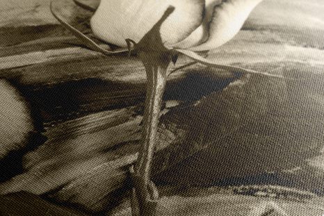 WANDBILD ROSE IN SEPIA-AUSFÜHRUNG - BILDER - 🔥 TOTALAUSVERKAUF