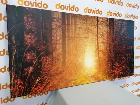 OBRAZ SVĚTLO V LESE - OBRAZY PŘÍRODY A KRAJINY - OBRAZY