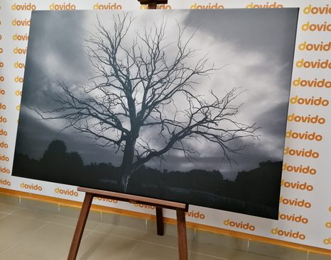 OBRAZ ČERNOBÍLÝ STROM NA LOUCE - ČERNOBÍLÉ OBRAZY - OBRAZY