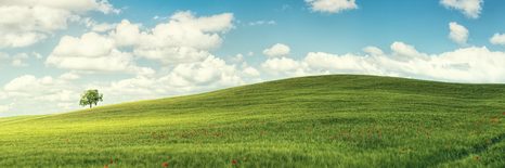 WANDBILD SCHÖNER TAG AUF DER WIESE - BILDER VON NATUR UND LANDSCHAFT - BILDER