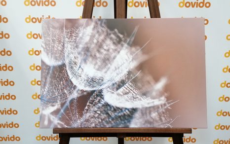 OBRAZ MAKRO PAMPELIŠKA NA POZADÍ - OBRAZY KVĚTŮ - OBRAZY