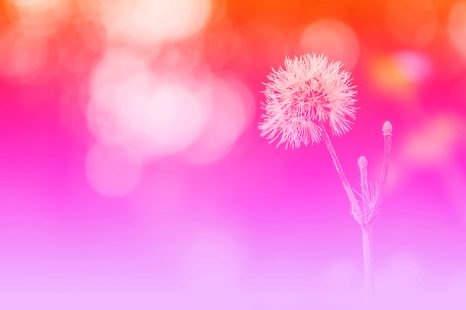 TAPETA PAMPELIŠKA NA RŮŽOVÉM POZADÍ - TAPETY KVĚTINY - TAPETY