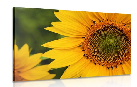 WANDBILD GELBE SONNENBLUME - BILDER BLUMEN - BILDER