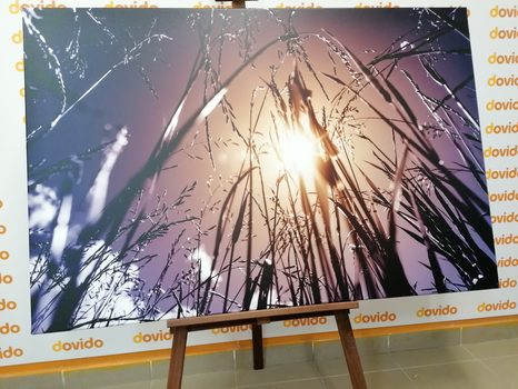 CANVAS PRINT FIELD GRASS - PICTURES OF NATURE AND LANDSCAPE - PICTURES