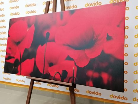 OBRAZ KRÁSNÉ POLE VLČÍCH MÁKŮ - OBRAZY KVĚTŮ - OBRAZY