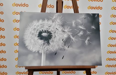 WANDBILD BEZAUBERNDER LÖWENZAHN IN SCHWARZ-WEISS - SCHWARZ-WEISSE BILDER - BILDER