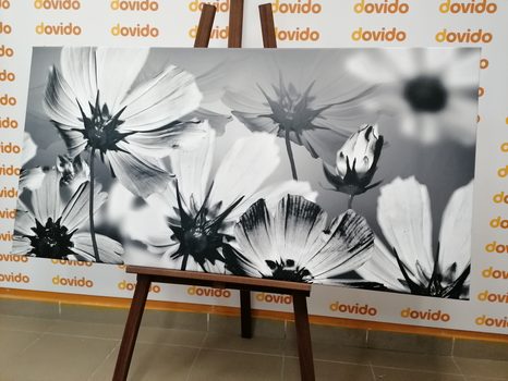 OBRAZ ZAHRADNÍ KVĚTINY V ČERNOBÍLÉM PROVEDENÍ - ČERNOBÍLÉ OBRAZY - OBRAZY