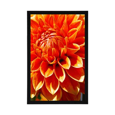 PLAGÁT ORANŽOVÁ DÁLIA - KVETY - PLAGÁTY