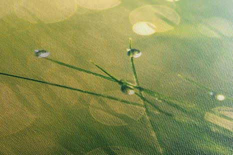 OBRAZ RANNÁ ROSA - OBRAZY PRÍRODY A KRAJINY - OBRAZY