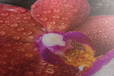 WANDBILD ORCHIDEE UND ZEN-STEINE AUF WEISSEM HINTERGRUND - BILDER MIT FENG SHUI-MOTIVEN - BILDER