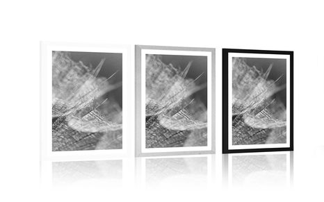 POSTER WITH MOUNT BLACK AND WHITE MACRO DANDELION ON THE BACKGROUND - BLACK AND WHITE - POSTERS