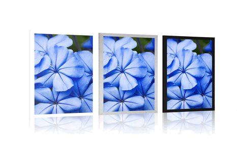 POSTER WILDE BLAUE BLUMEN - BLUMEN - POSTER