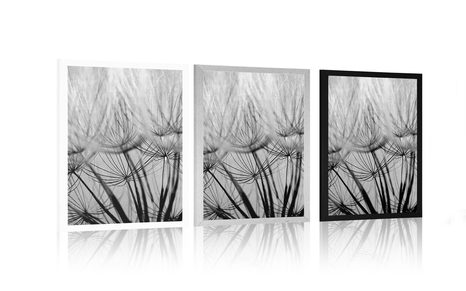 PLAKÁT PAMPELIŠKOVÁ SEMENA V ČERNOBÍLÉM PROVEDENÍ - ČERNOBÍLÉ - PLAKÁTY