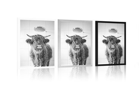 POSTER – MUCCA SOTTO LA DOCCIA - BUFALI E MUCCHE - POSTER