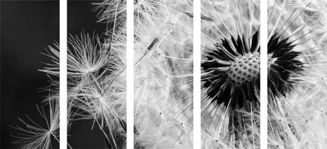 5-DÍLNÝ OBRAZ SEMÍNKA PAMPELIŠKY V ČERNOBÍLÉM PROVEDENÍ - ČERNOBÍLÉ OBRAZY - OBRAZY