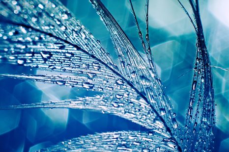 WANDBILD MORGENTAUTROPFEN - STILLLEBEN-BILDER - BILDER