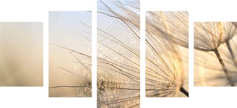 5-DÍLNÝ OBRAZ PAMPELIŠKA NA POLI PŘI VÝCHODU SLUNCE - OBRAZY KVĚTŮ - OBRAZY