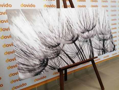 STAMPA SU TELA – SEMI DI SOFFIONE IN BIANCO E NERO - QUADRI BIANCO E NERO - STAMPE E QUADRI