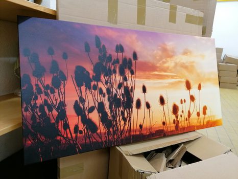 OBRAZ STÉBLA TRÁVY NA POLI - OBRAZY PŘÍRODY A KRAJINY - OBRAZY