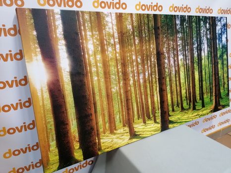 REGGEL AZ ERDŐBEN - TERMÉSZET- ÉS TÁJKÉPEK - KÉPEK