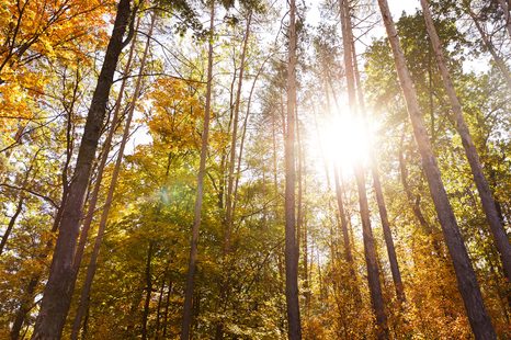 CARTA DA PARATI AUTOADESIVA – FORESTA NEI COLORI AUTUNNALI - CARTA DA PARATI AUTOADESIVE - CARTA DA PARATI