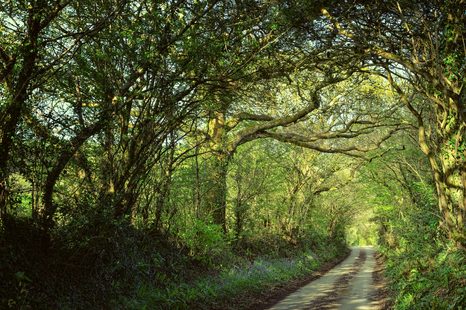 WANDBILD MÄRCHENWALD - BILDER VON NATUR UND LANDSCHAFT - BILDER