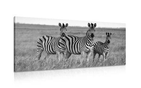 CANVAS PRINT THREE ZEBRAS IN THE SAVANNAH IN BLACK AND WHITE - BLACK AND WHITE PICTURES - PICTURES