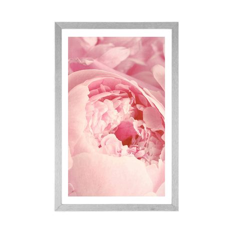 PLAKÁT S PASPARTOU LUPÍNKY KVĚTU - KVĚTINY - PLAKÁTY