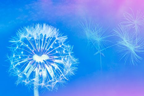 SAMOLEPÍCÍ TAPETA PAMPELIŠKA NA MODRÉM POZADÍ - SAMOLEPÍCÍ TAPETY - TAPETY