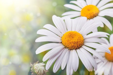 SAMOLEPÍCÍ FOTOTAPETA KVĚTINY KOPRETINY - SAMOLEPÍCÍ TAPETY - TAPETY