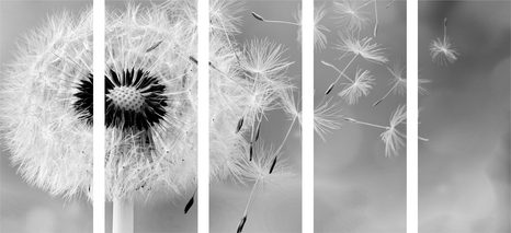 TABLOU 5-PIESE PĂPĂDIE MAGICĂ ÎN DESIGN ALB-NEGRU - TABLOURI ALB-NEGRU - TABLOURI